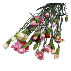CARNATION MINI - ASST ONLY