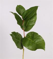 SALAL LEAVES