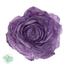 RANUNCULUS LAVENDER