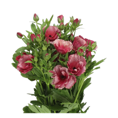 RANUNCULUS BUTTERFLY HOT PINK