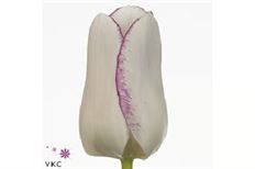 TULIP BICOLOR