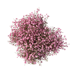 GYPSOPHILA PINK 5-STEM (NATURAL)