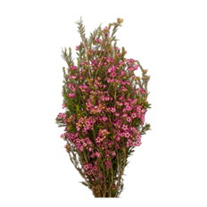 WAXFLOWER PURPLE