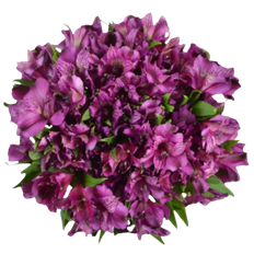 ALSTROEMERIA PREMIUM PURPLE
