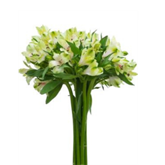 ALSTROEMERIA SELECT GREEN
