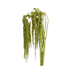 AMARANTHUS HANGING GREEN