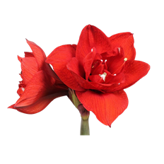 AMARYLLIS RED