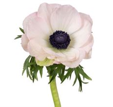 ANEMONES BLUSH 10 STEM BUNCH