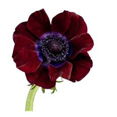 ANEMONES BURGUNDY 10 STEM BUNCH