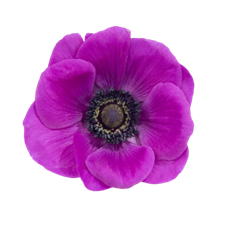 ANEMONES HOT PINK 10 STEM BUNCH