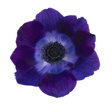 ANEMONES PURPLE 10 STEM BUNCH