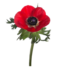 ANEMONES RED 10 STEM BUNCH