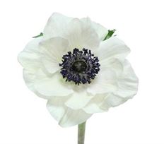 ANEMONES WHITE 10 STEM BUNCH