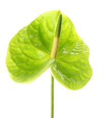 ANTHURIUM GREEN