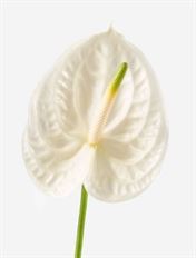 ANTHURIUM WHITE