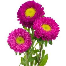 ASTER MATSUMOTO HOT PINK