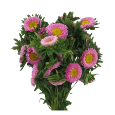 ASTER MATSUMOTO PINK