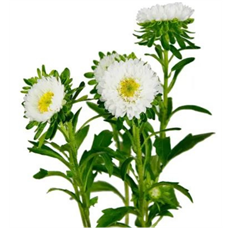 ASTER MATSUMOTO WHITE