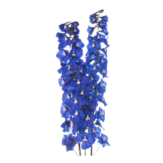 DELPHINIUM HYBRID DARK BLUE