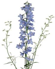 DELPHINIUM SKY WALTZ LIGHT BLUE