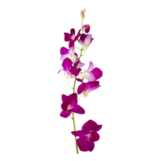 DENDROBIUM PURPLE