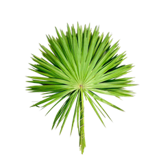 FAN PALM