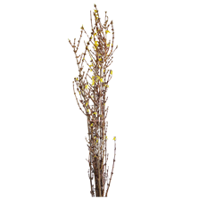 FORSYTHIA TALL