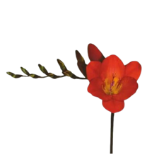 FREESIA RED 10 STEM BUNCH