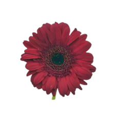 GERBERA DAISY BURGUNDY