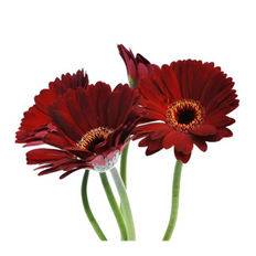 GERBERA MINI BURGUNDY