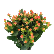 HYPERICUM ORANGE/TERRA