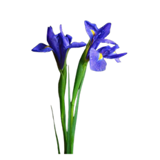 IRIS DARK BLUE