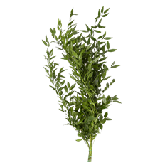 ITALIAN RUSCUS LONG-EXTRA LONG