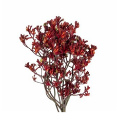 KANGAROO PAWS BURGUNDY/RED