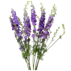 LARKSPUR LAVENDER