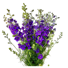 LARKSPUR PURPLE