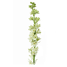 LARKSPUR WHITE