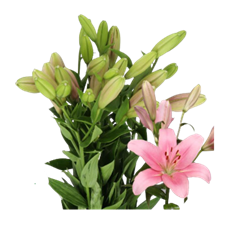 LILY HYBRID L.A. PINK