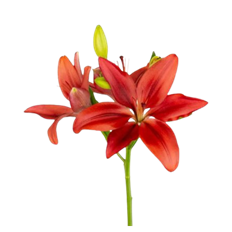 LILY HYBRID L.A. RED