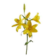 LILY HYBRID L.A. YELLOW