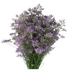 LIMONIUM SKYLIGHT