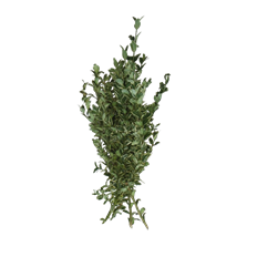 OREGONIA TIPS VARIEGATED 20# CASE