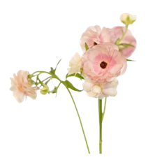 RANUNCULUS BUTTERFLY BLUSH