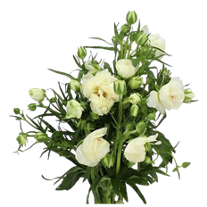 RANUNCULUS BUTTERFLY IVORY