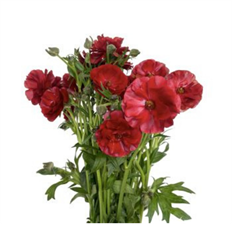 RANUNCULUS BUTTERFLY RED