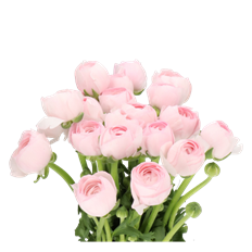 RANUNCULUS CLOONEY PINK