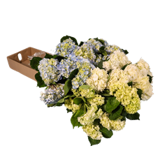 HYDRANGEA, ASST BOX