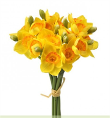 NARCISSUS BUNDLE X5 12" YEL/OR