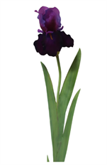 BEARDED IRIS 32" PURLE