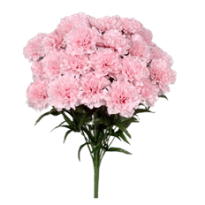 CARNATION BUSH 19.5"H PINK X24